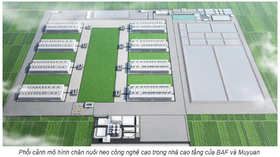 BAF tham vọng bứt phá từ mô hình chăn nuôi công nghệ cao - 5