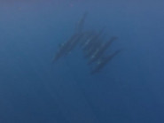 Xuất hiện đàn cá voi bơi lội tung tăng ở vùng biển Lâm Đồng