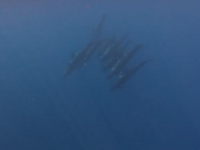  - Xuất hiện đàn cá voi gần 100 con bơi lội tung tăng ở vùng biển Lâm Đồng