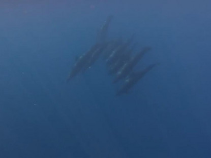 - Xuất hiện đàn cá voi gần 100 con bơi lội tung tăng ở vùng biển Lâm Đồng