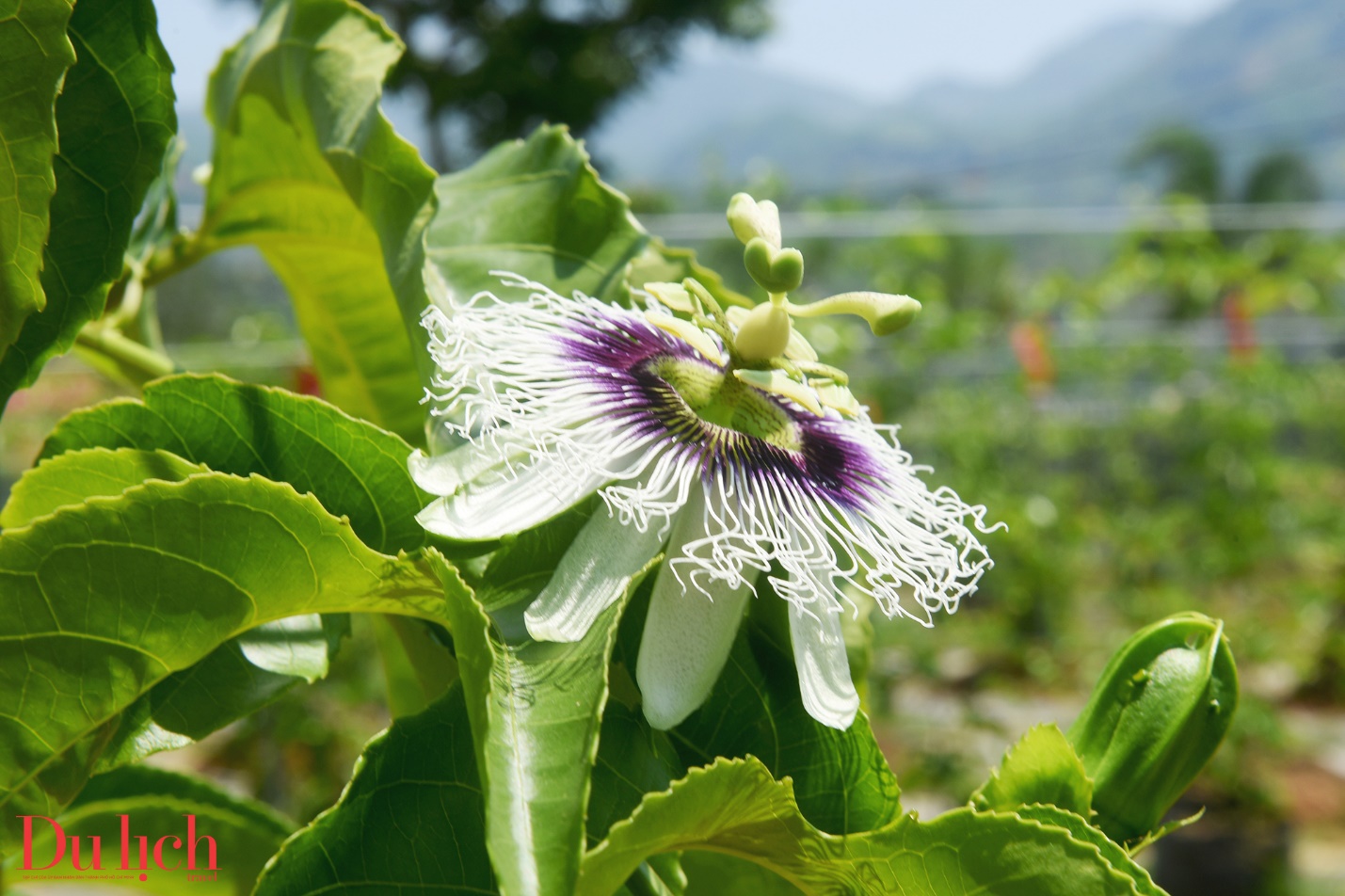 khong ngung tim cai moi giup nguoi dan vung cao quang ngai xoa ngheo - 6