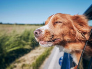 Nhiều du khách Việt lựa chọn nơi du lịch phụ thuộc vào ... thú cưng!