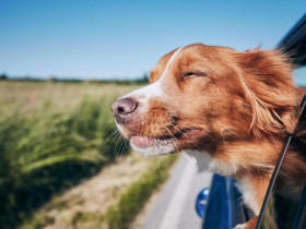  - Nhiều du khách Việt lựa chọn nơi du lịch phụ thuộc vào ... thú cưng!