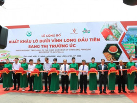  - Lô bưởi Vĩnh Long chính thức xuất khẩu sang thị trường Úc
