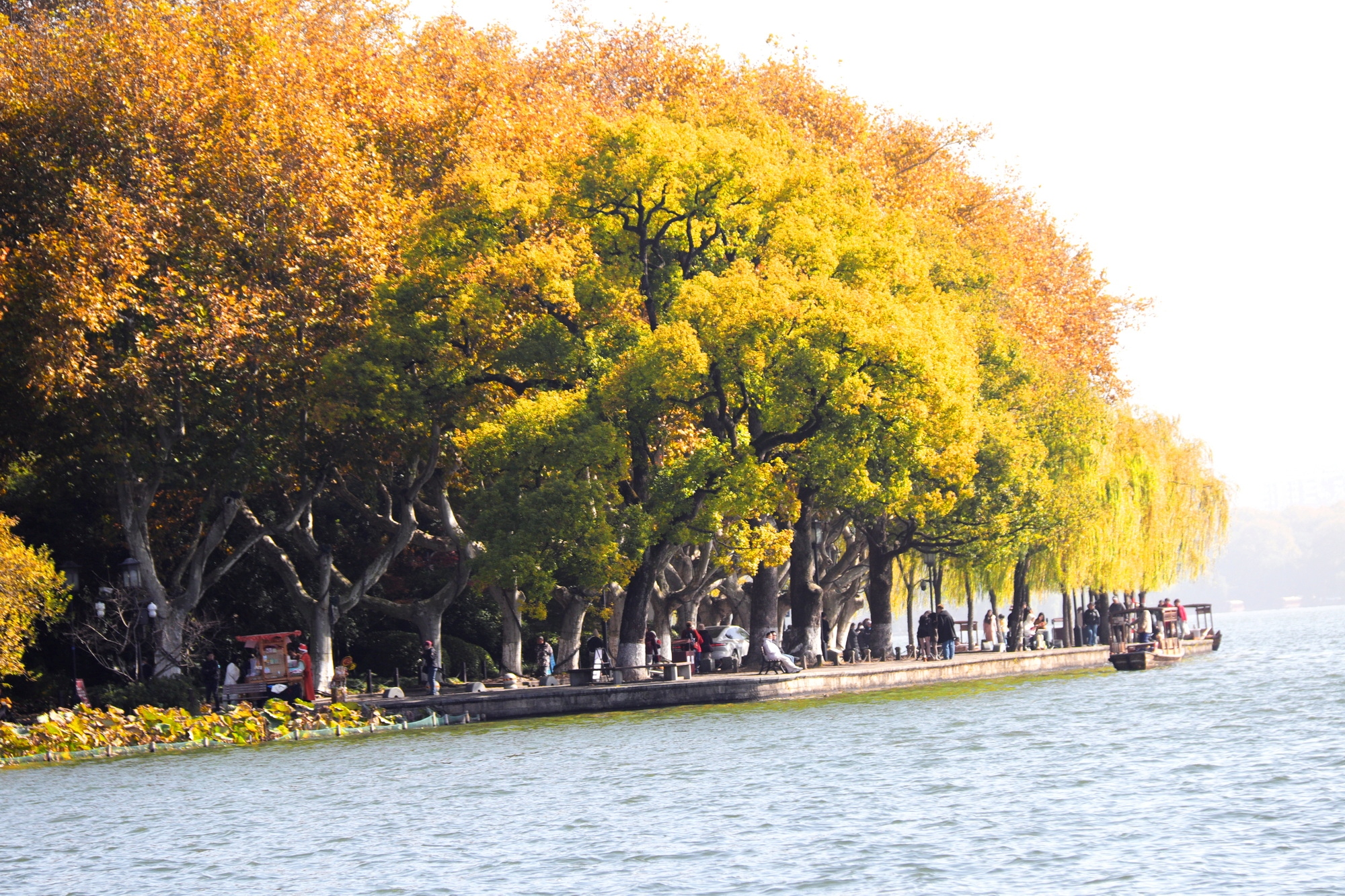 Nắm tay nhau giữa hàng cây ngô đồng ở Hàng Châu - 1