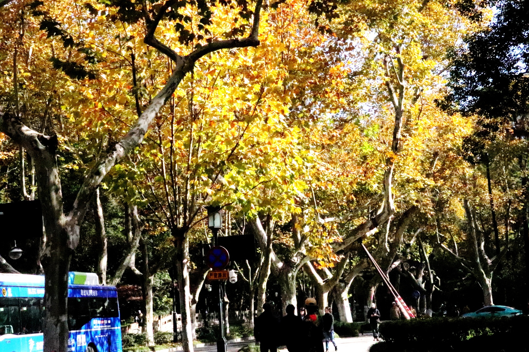 Nắm tay nhau giữa hàng cây ngô đồng ở Hàng Châu - 2