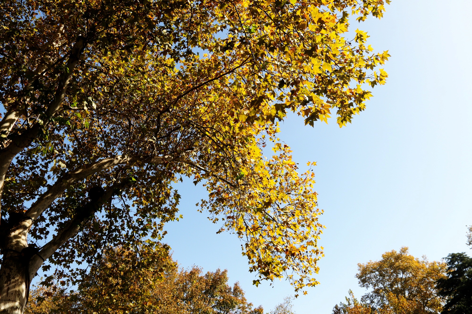 Nắm tay nhau giữa hàng cây ngô đồng ở Hàng Châu - 3