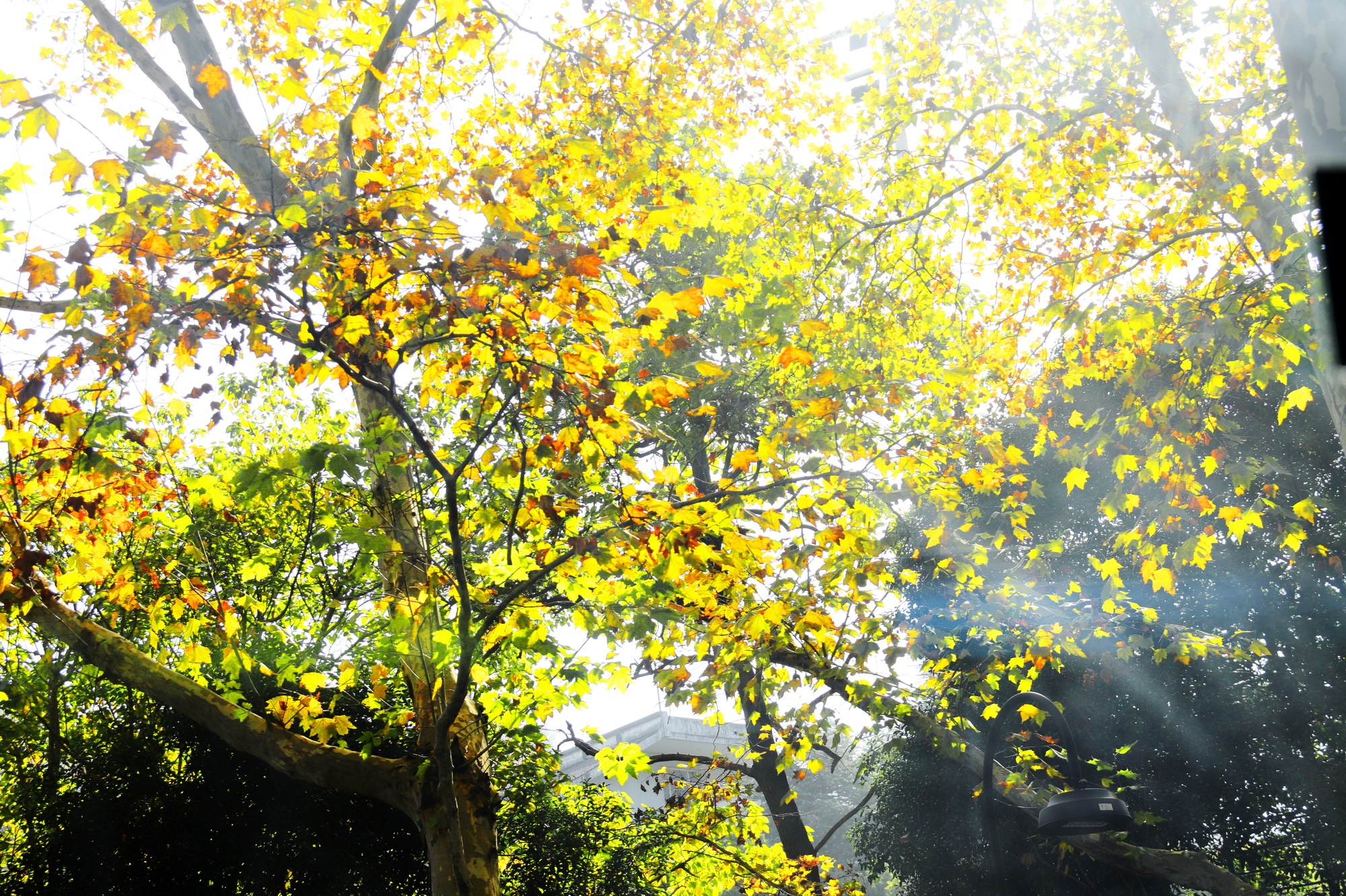 Nắm tay nhau giữa hàng cây ngô đồng ở Hàng Châu - 4