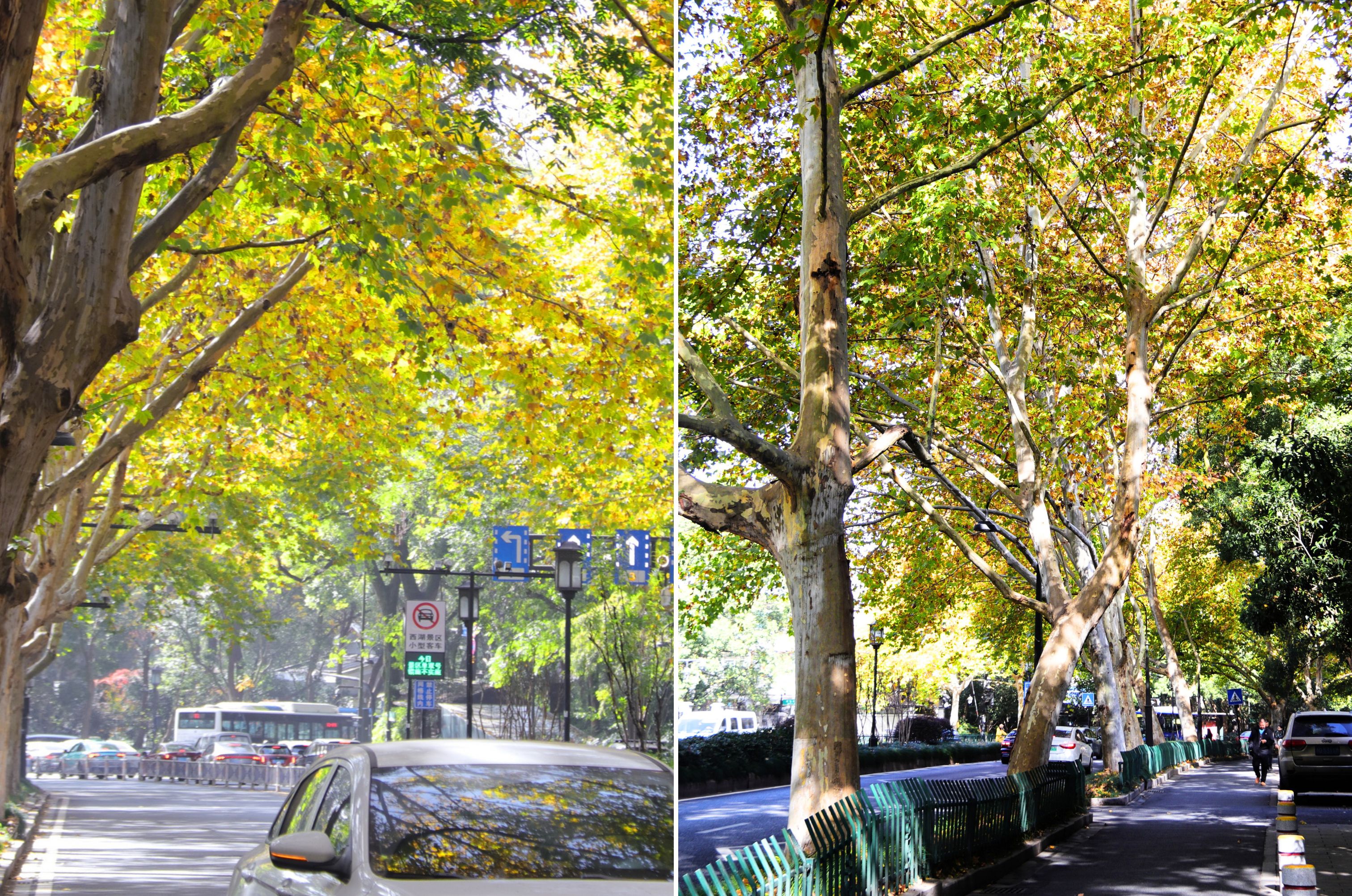 Nắm tay nhau giữa hàng cây ngô đồng ở Hàng Châu - 5