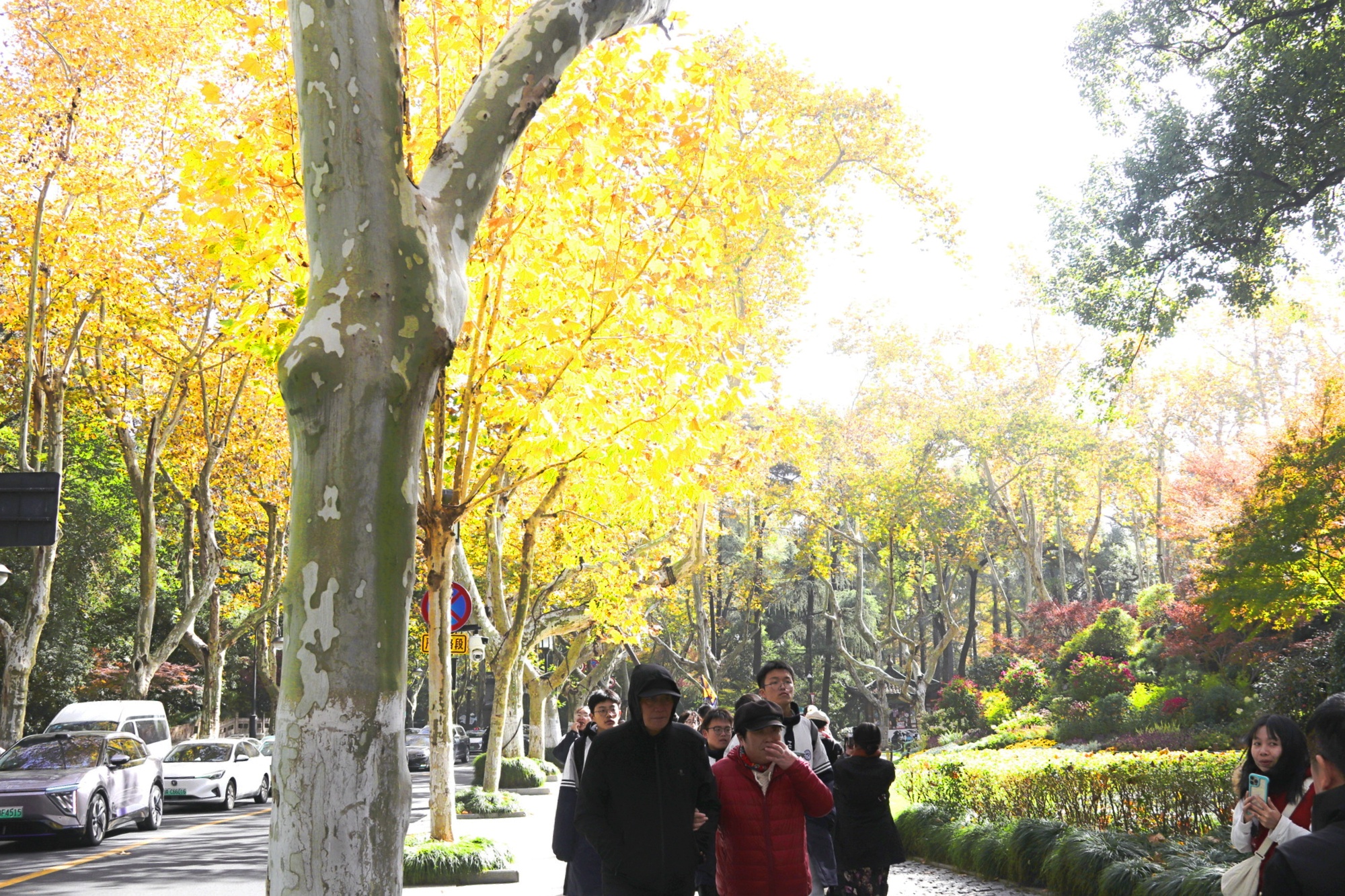 Nắm tay nhau giữa hàng cây ngô đồng ở Hàng Châu - 6