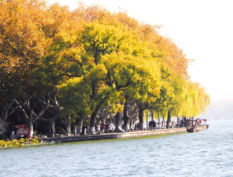 Nắm tay nhau giữa hàng cây ngô đồng ở Hàng Châu