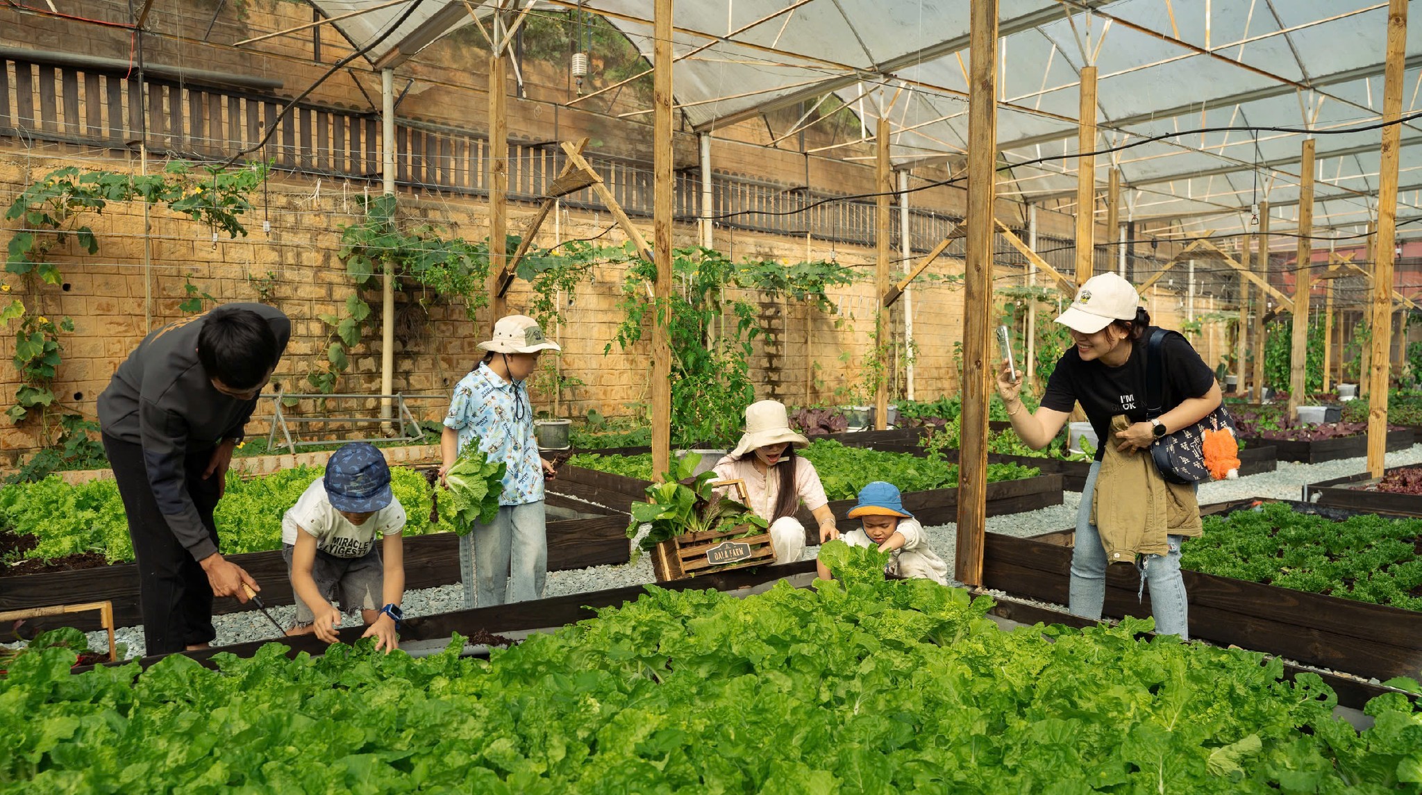 Du khách trải nghiệm thu hoạch và ăn rau sạch tại chỗ ở Đà Lạt - 3