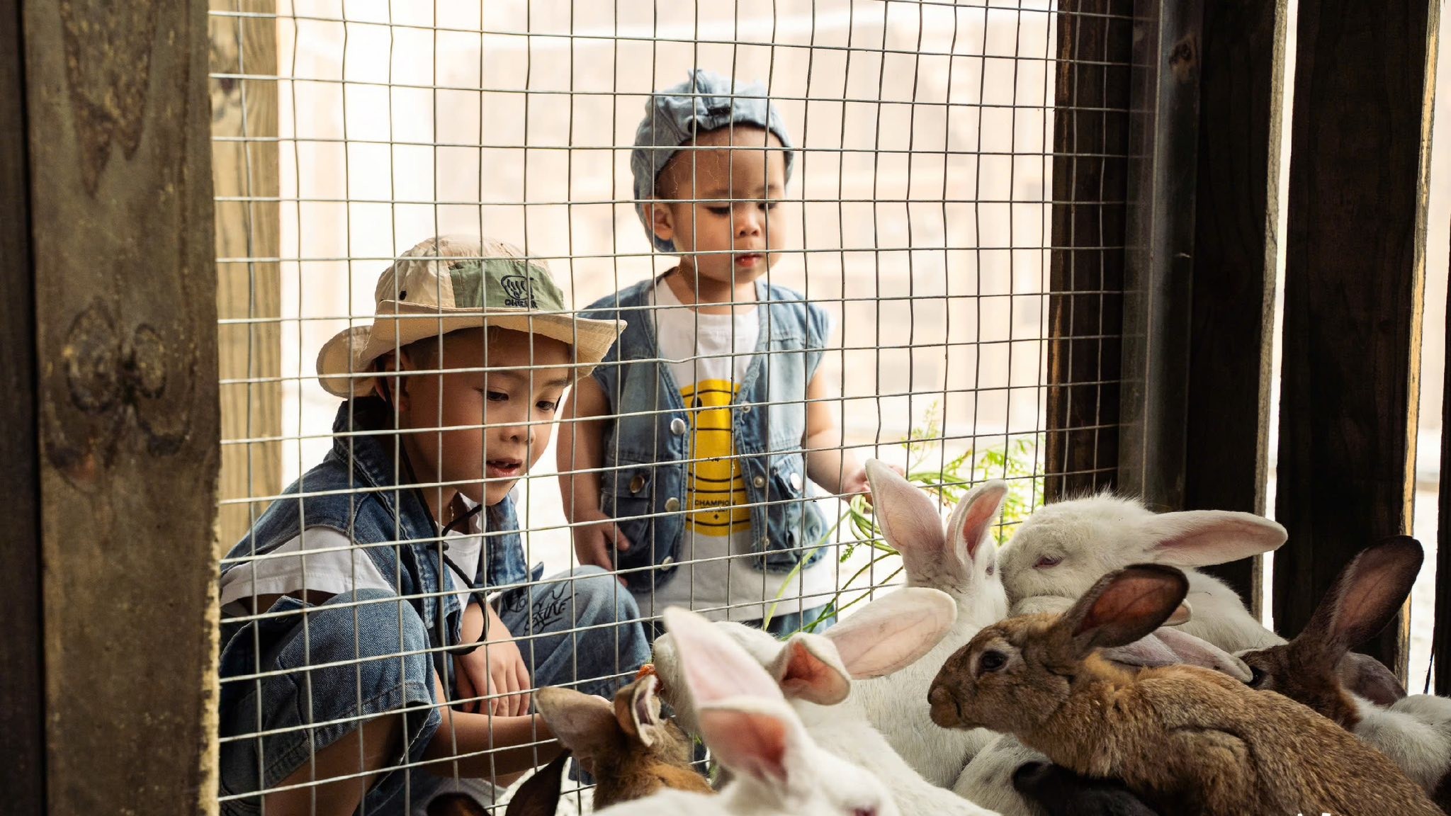 Du khách trải nghiệm thu hoạch và ăn rau sạch tại chỗ ở Đà Lạt - 5