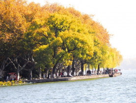  - Nắm tay nhau giữa hàng cây ngô đồng ở Hàng Châu