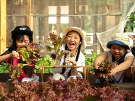  - Du khách trải nghiệm thu hoạch và ăn rau sạch tại chỗ ở Đà Lạt