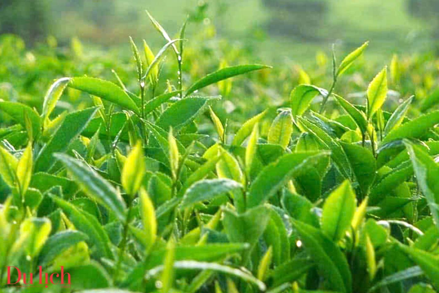 kon plong bao ve rung gan voi bao ton van hoa de phat trien du lich - 21