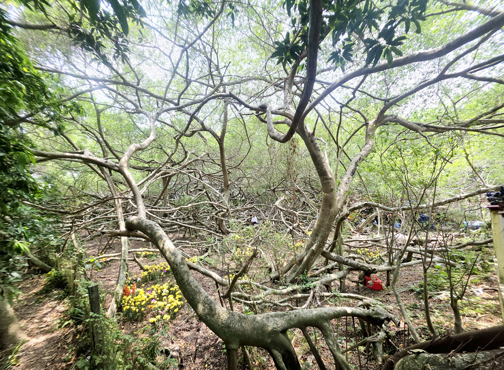 Độc đáo nghệ thuật múa bóng rỗi tại lễ cúng Bà Thượng Động Cố Hỷ - 3