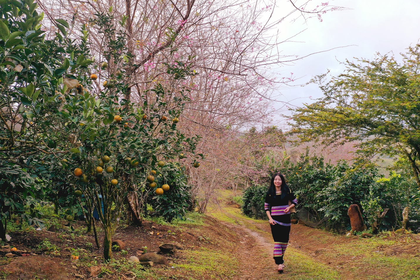 doanh nhan quang ngai tai tp.hcm khao sat trong cay duoc lieu duoi tan rung - 17