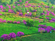 Kon Plông bảo vệ rừng gắn với bảo tồn văn hóa để phát triển du lịch