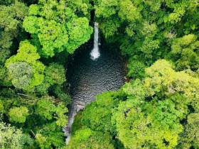  - Doanh nhân Quảng Ngãi tại TP.HCM khảo sát trồng cây dược liệu dưới tán rừng