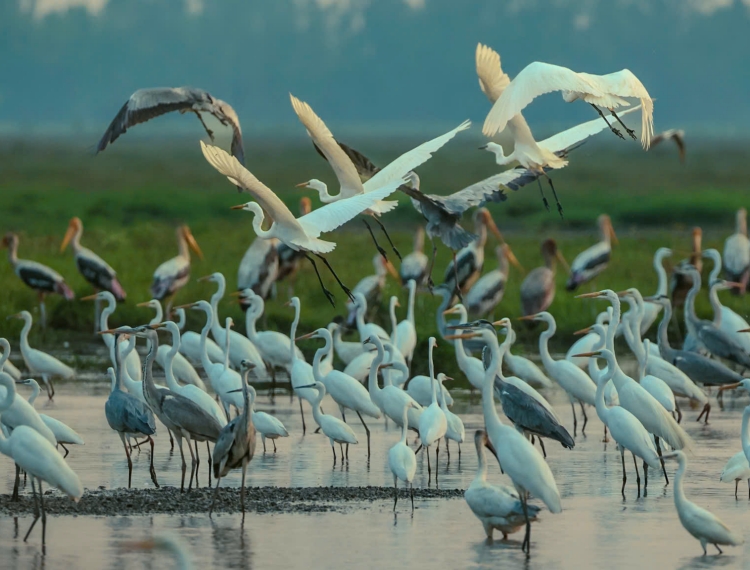 Về Tràm Chim xem muôn điểu trẩy hội