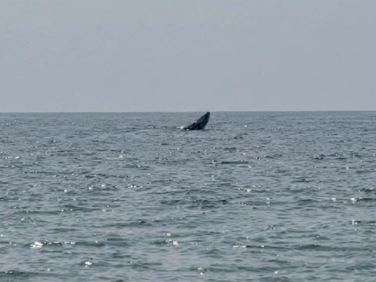 Chứng kiến cá voi xuất hiện ở biển Mũi Né