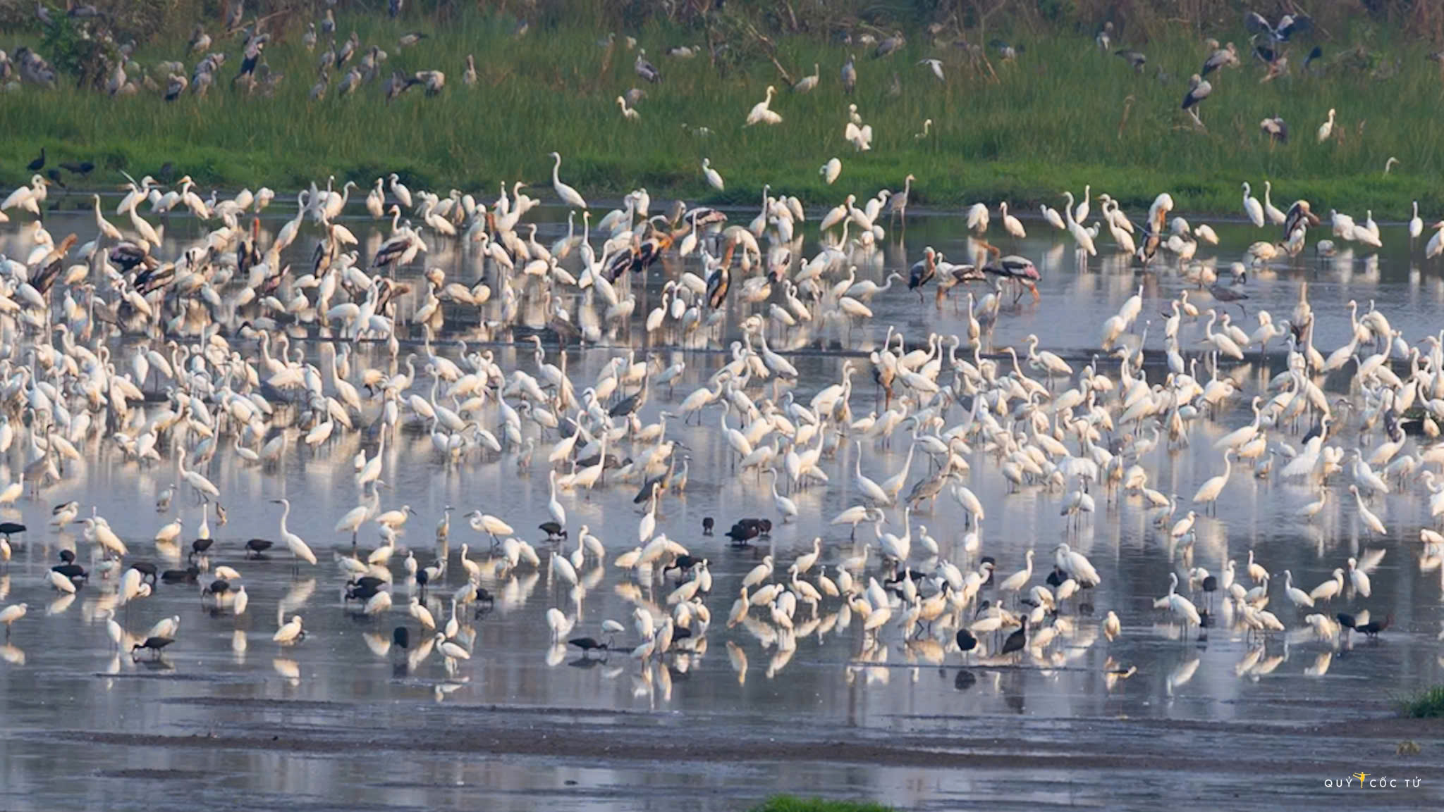 ve tram chim xem muon dieu tray hoi - 1