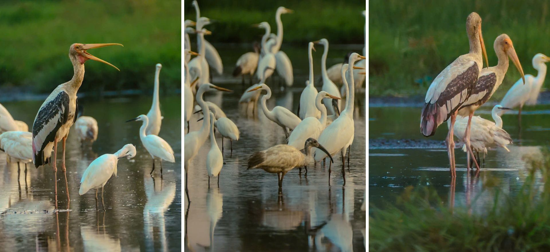 ve tram chim xem muon dieu tray hoi - 2