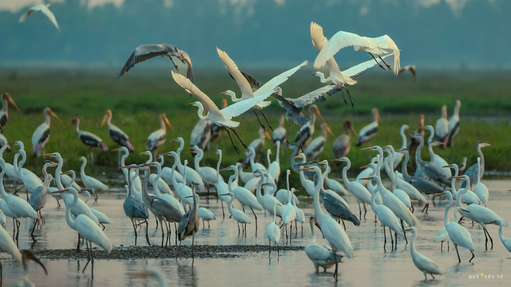 ve tram chim xem muon dieu tray hoi - 3