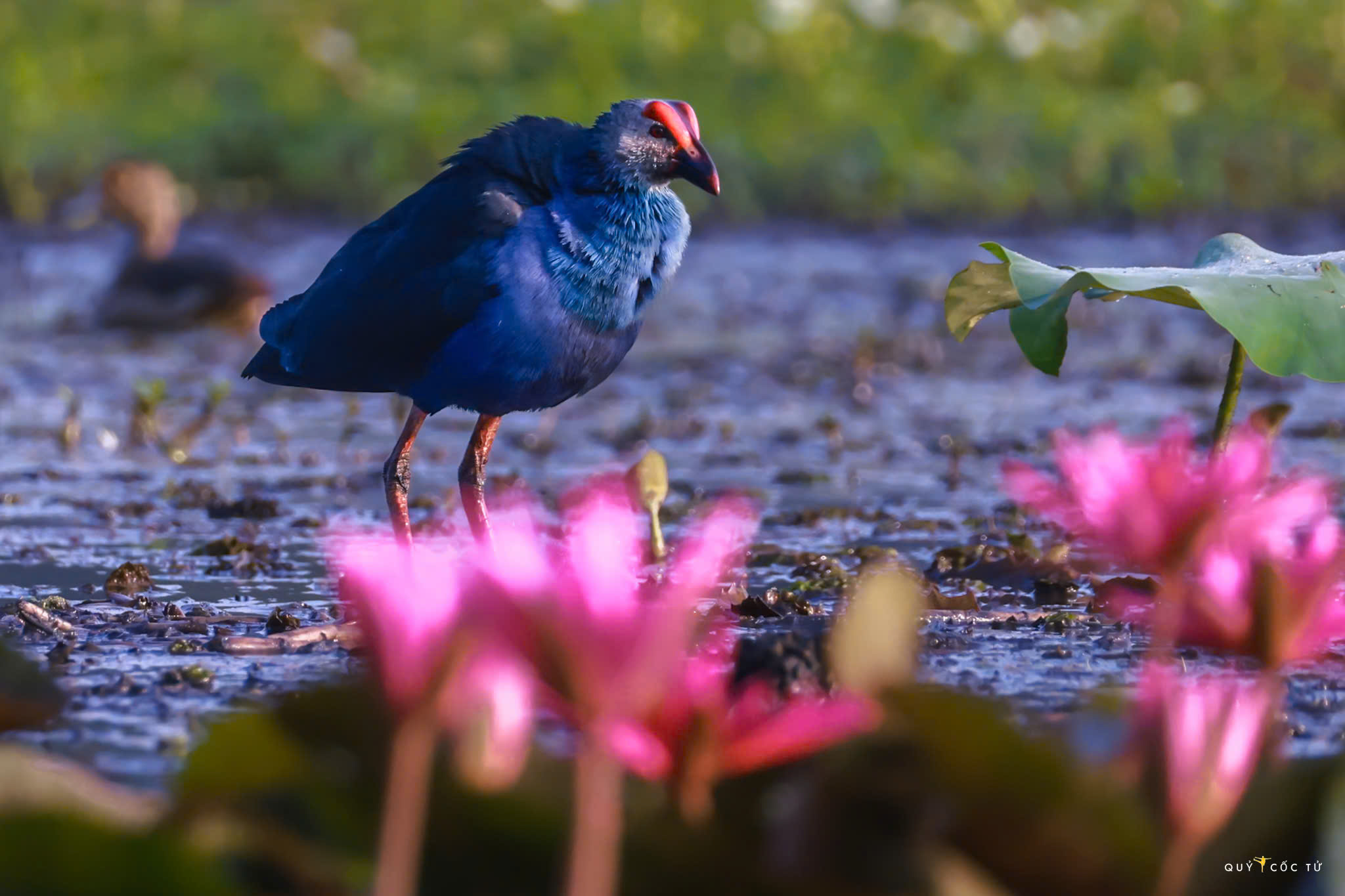 ve tram chim xem muon dieu tray hoi - 4