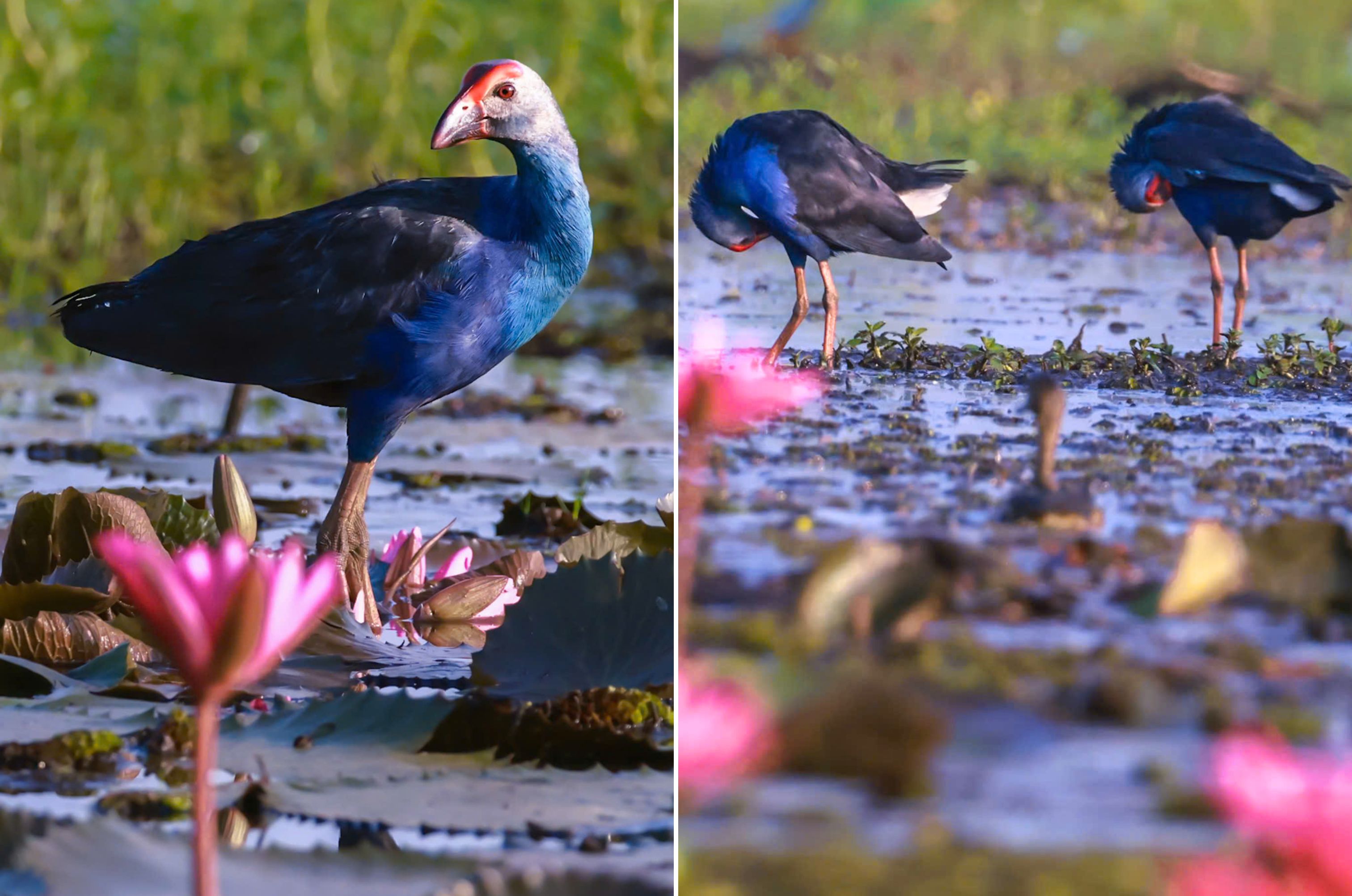 ve tram chim xem muon dieu tray hoi - 5