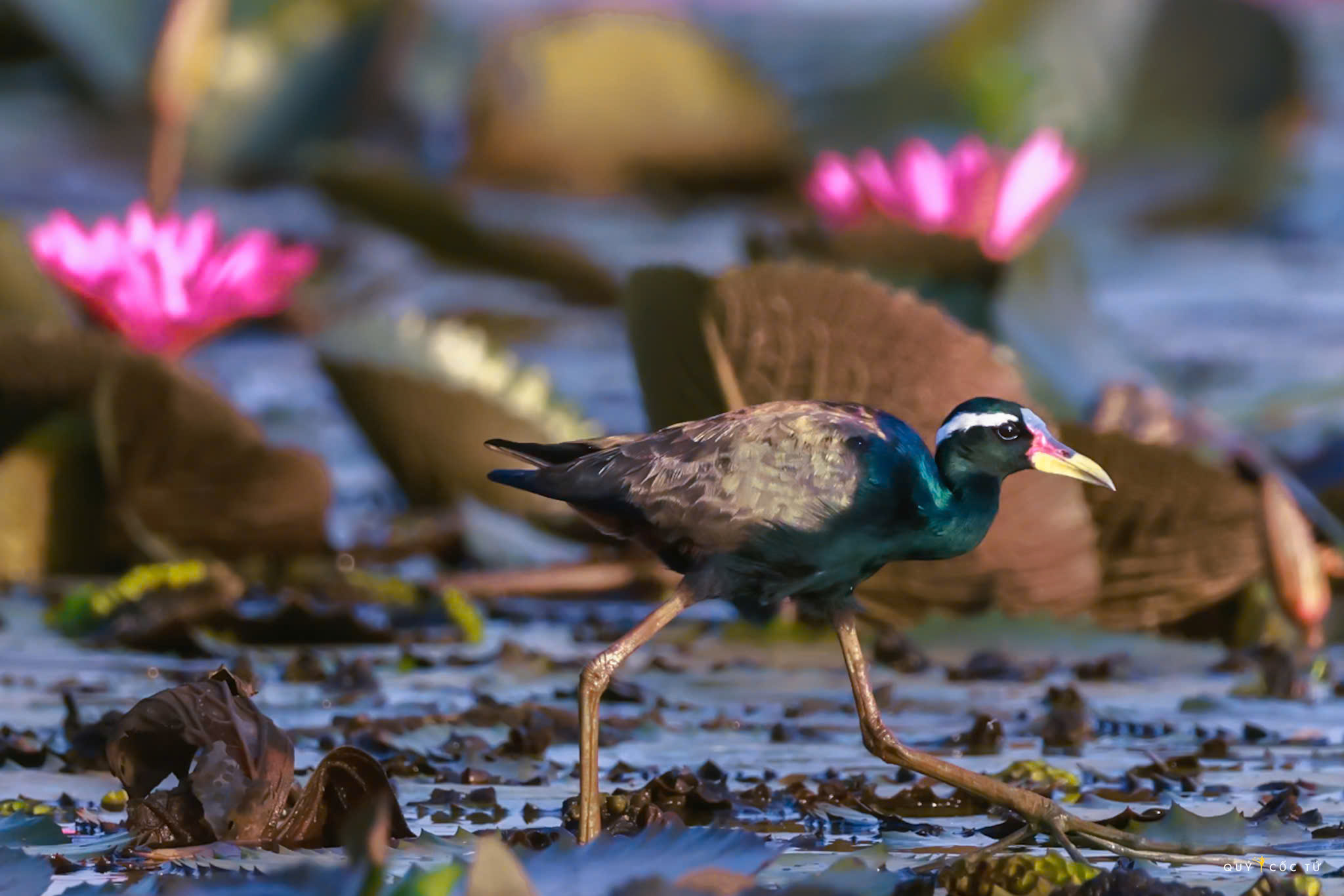 ve tram chim xem muon dieu tray hoi - 6