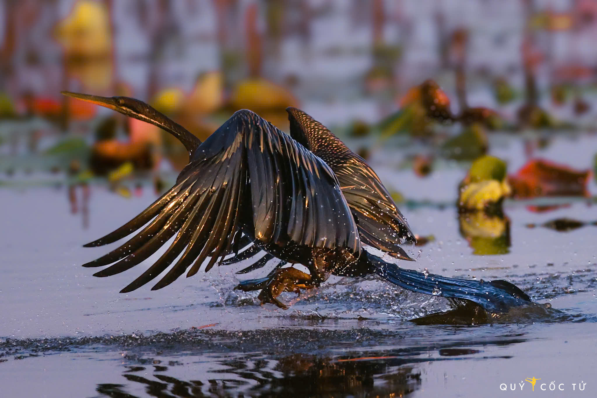 ve tram chim xem muon dieu tray hoi - 7