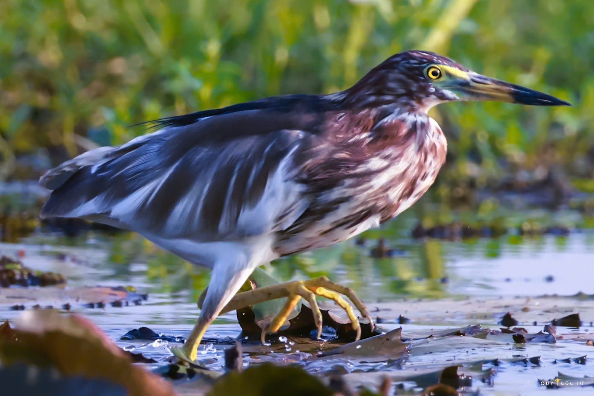 ve tram chim xem muon dieu tray hoi - 8