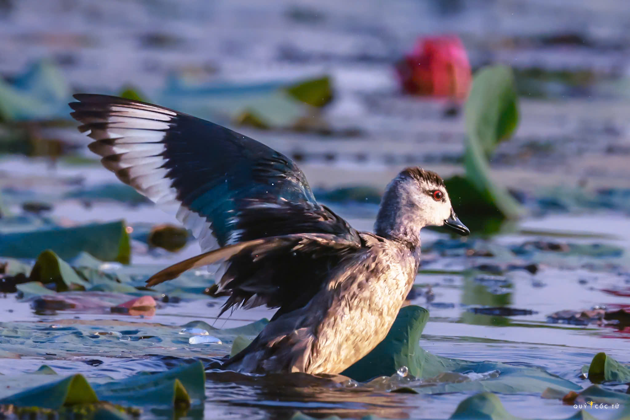 ve tram chim xem muon dieu tray hoi - 9