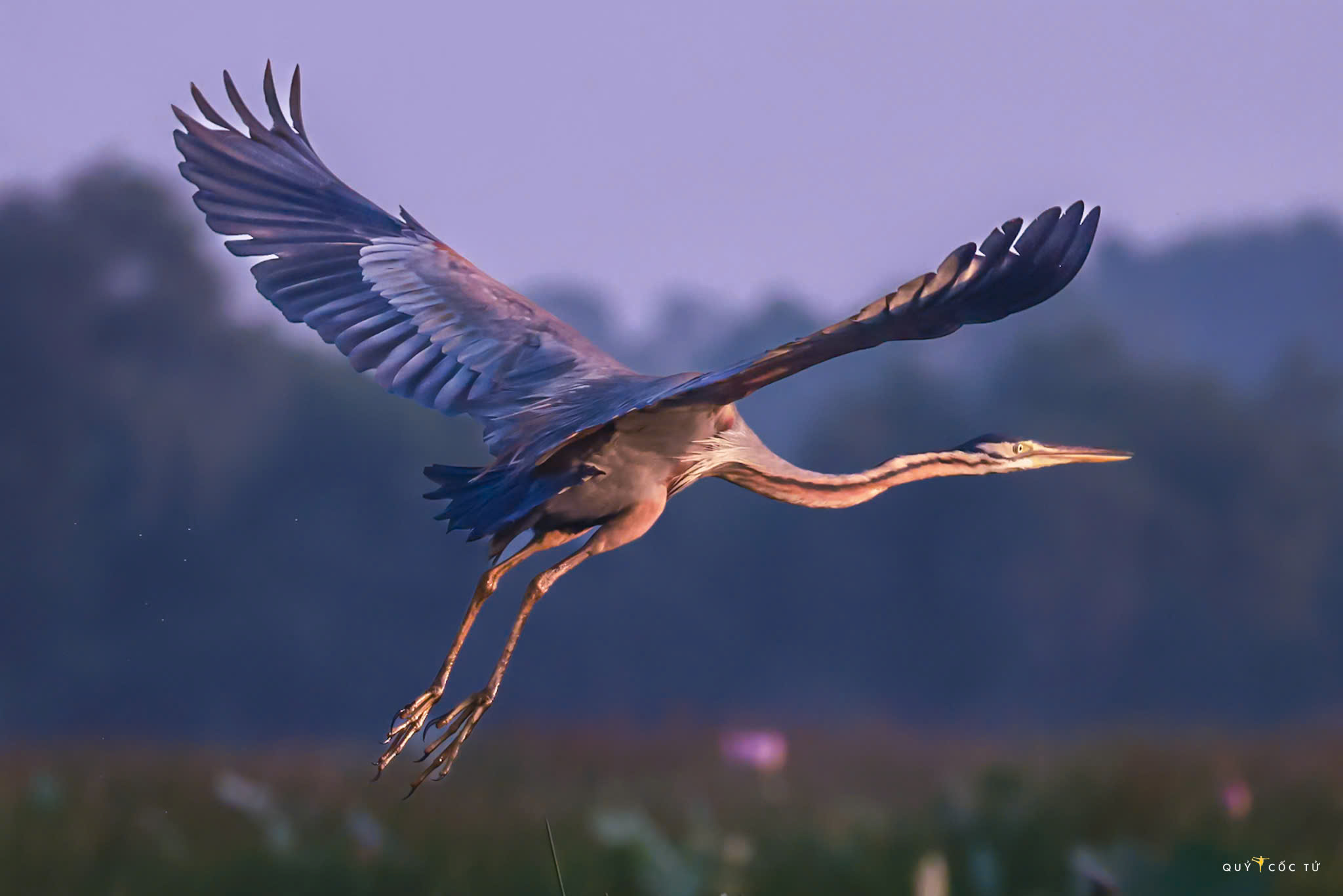 ve tram chim xem muon dieu tray hoi - 10