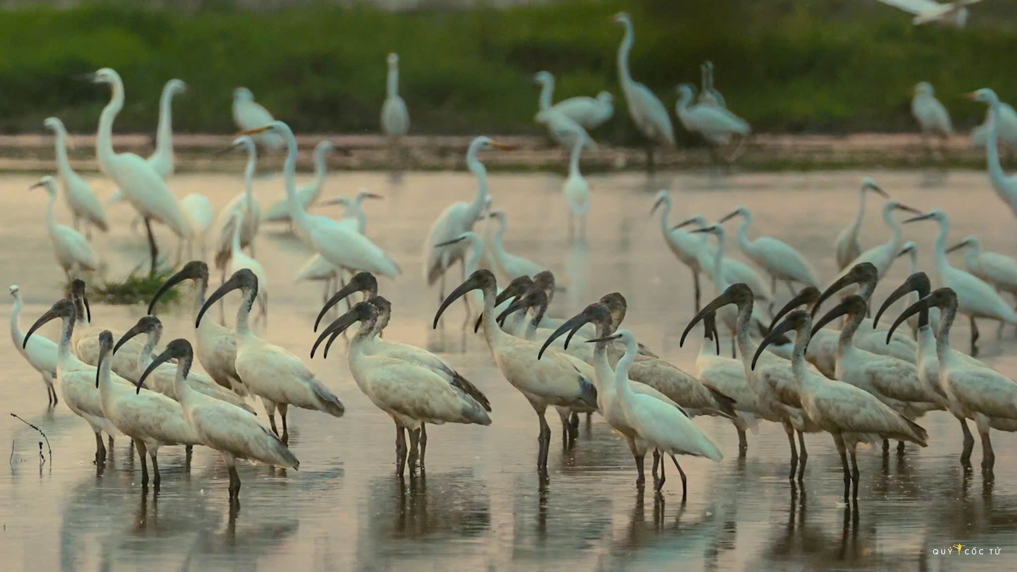 ve tram chim xem muon dieu tray hoi - 11