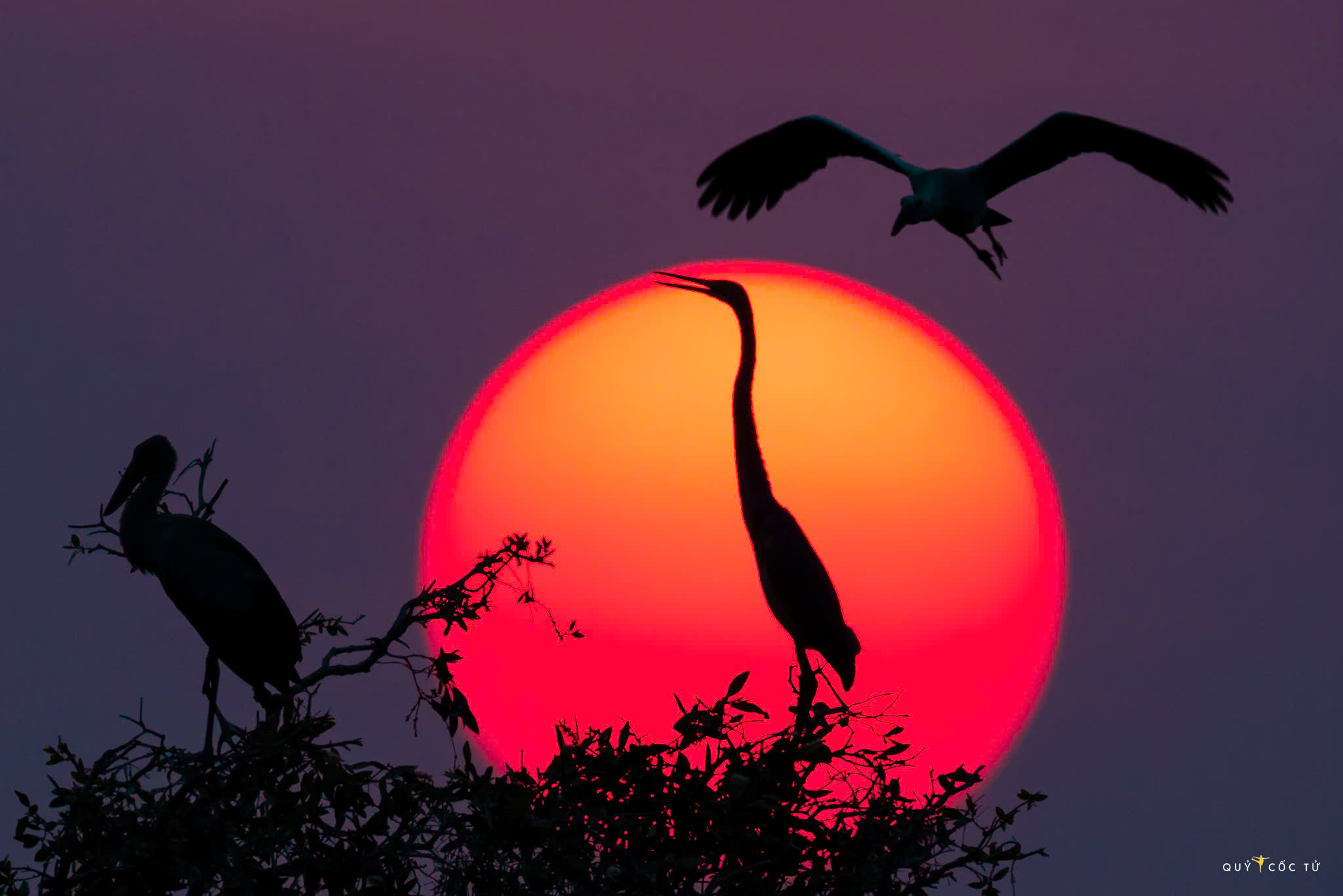 ve tram chim xem muon dieu tray hoi - 12