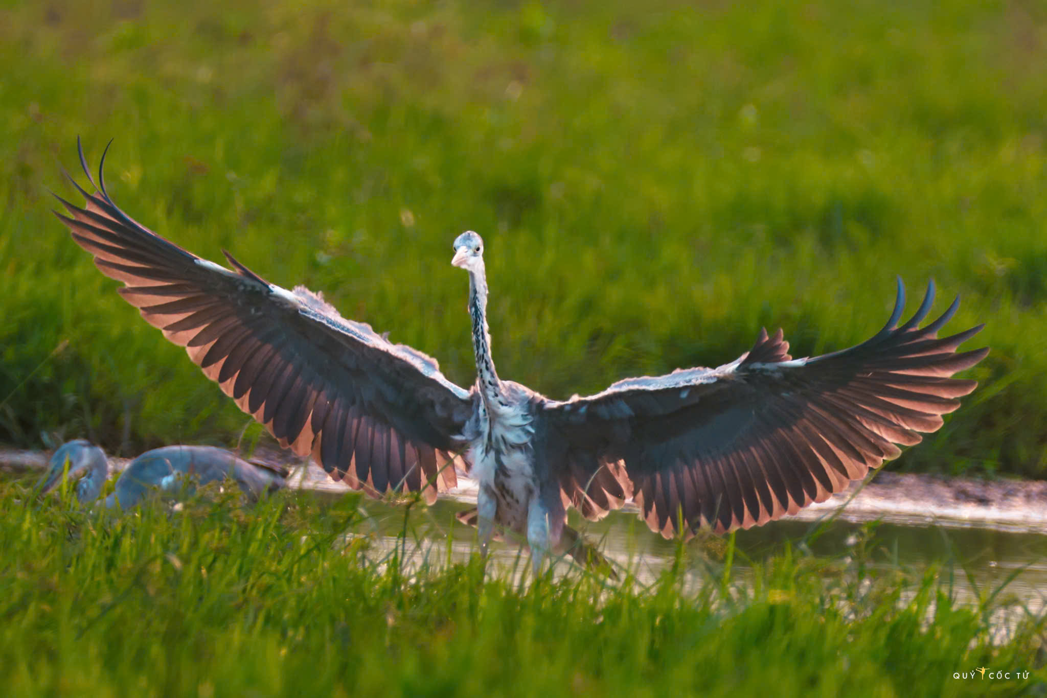 ve tram chim xem muon dieu tray hoi - 13