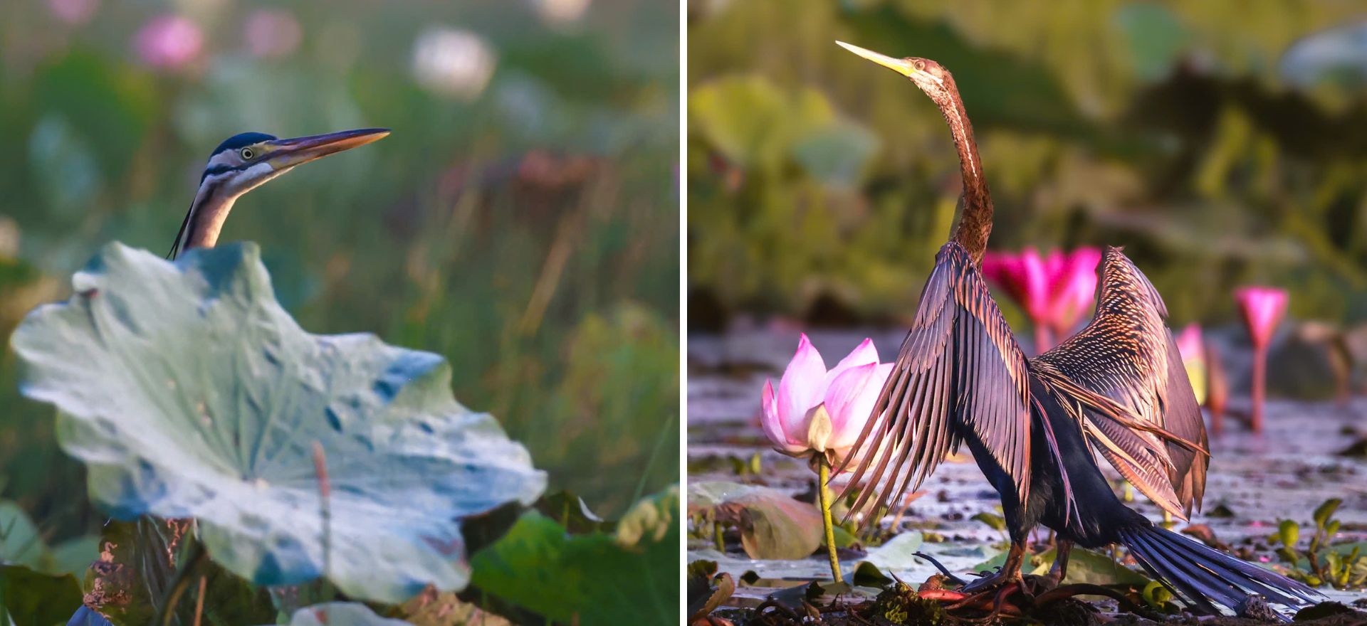 ve tram chim xem muon dieu tray hoi - 14