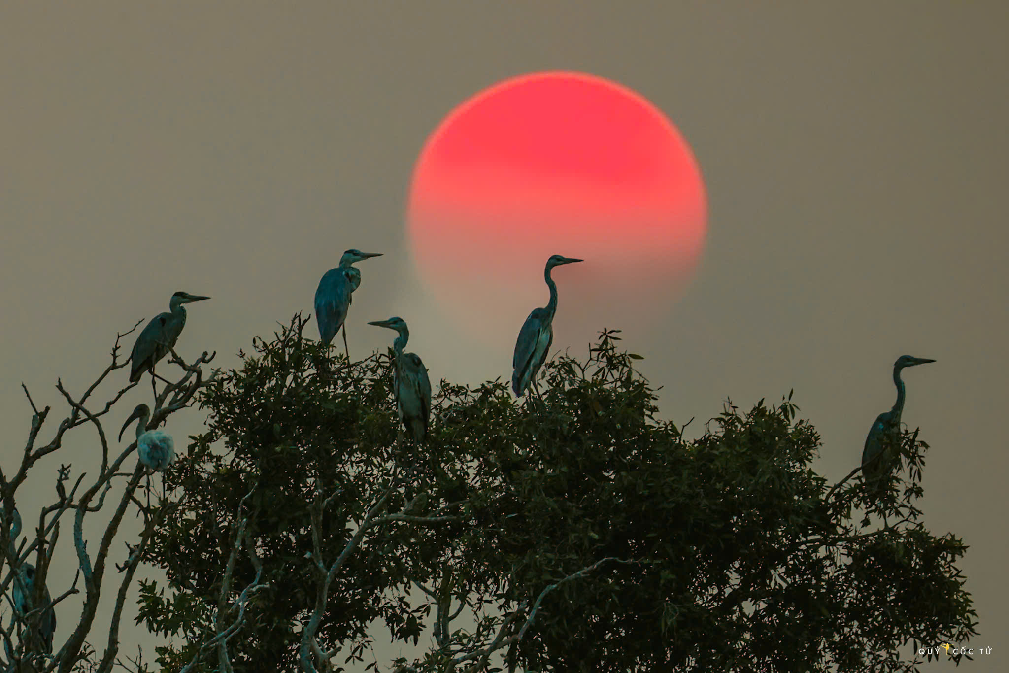 ve tram chim xem muon dieu tray hoi - 15