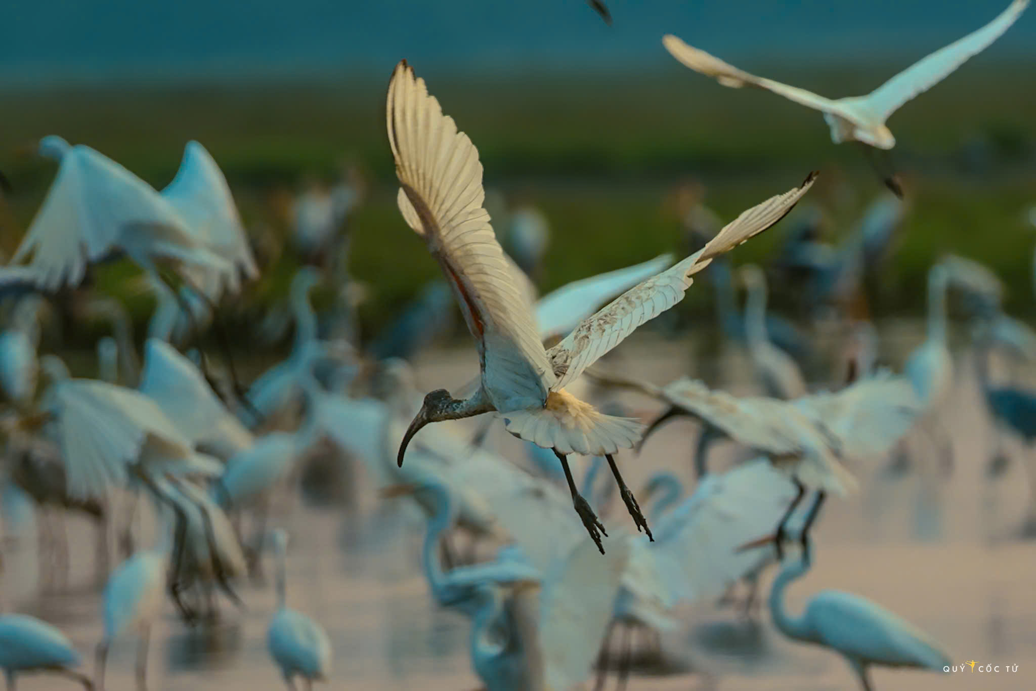 ve tram chim xem muon dieu tray hoi - 16