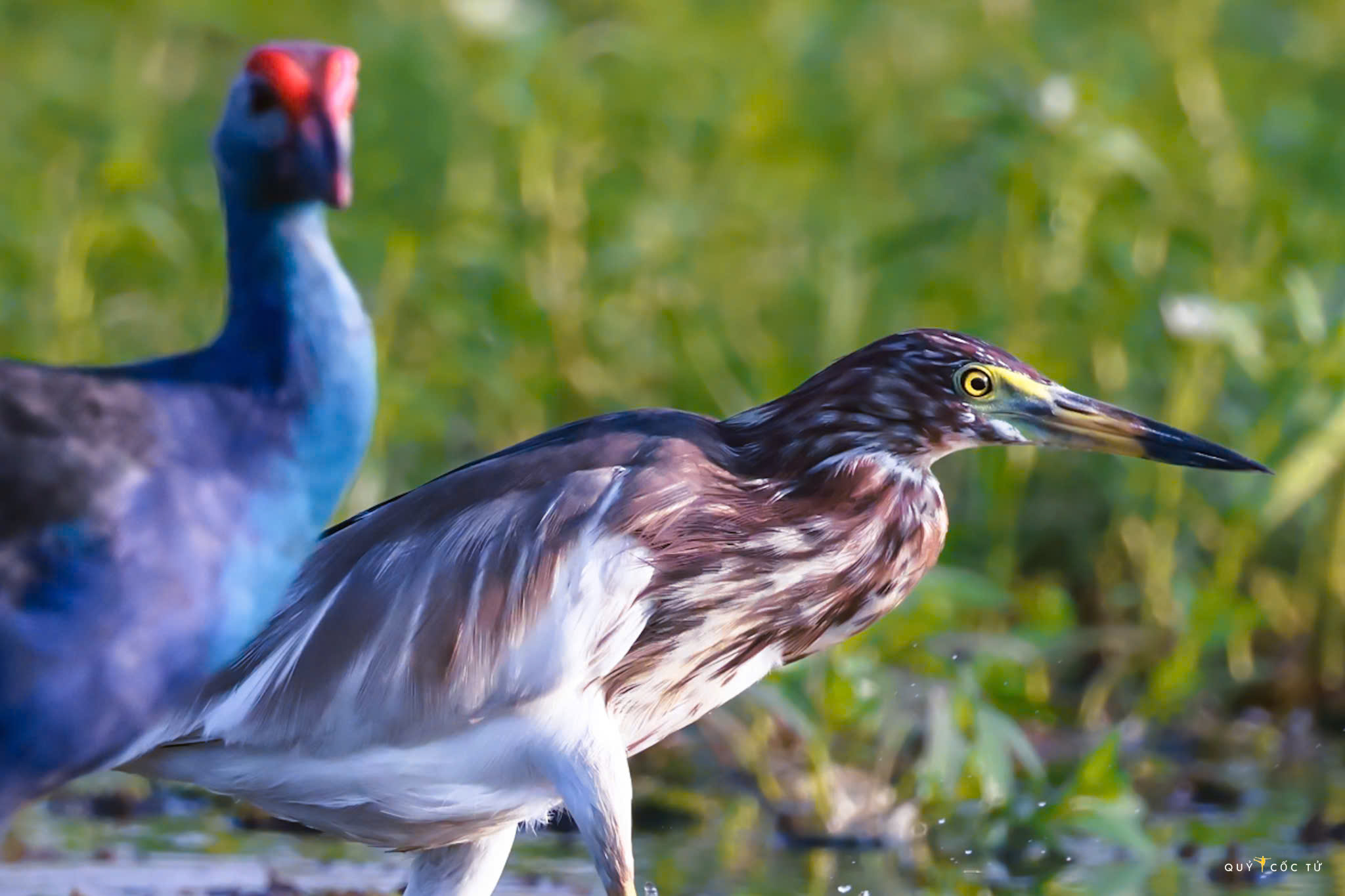 ve tram chim xem muon dieu tray hoi - 17