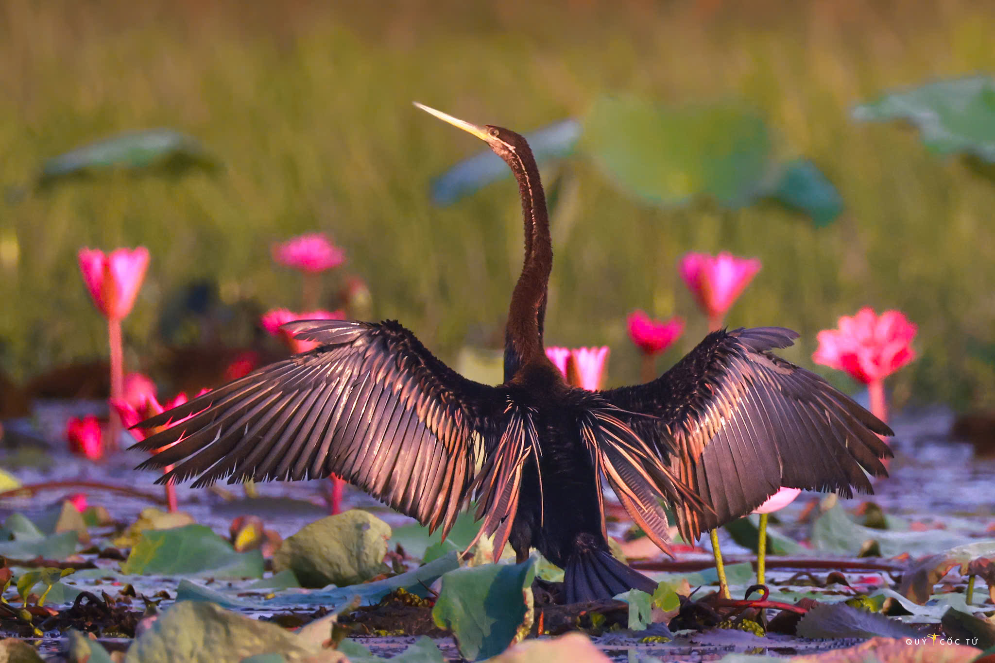 ve tram chim xem muon dieu tray hoi - 18