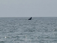 Chứng kiến cá voi xuất hiện ở biển Mũi Né