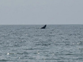  - Chứng kiến cá voi xuất hiện ở biển Mũi Né