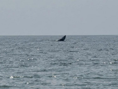 Chuyện hay - Chứng kiến cá voi xuất hiện ở biển Mũi Né