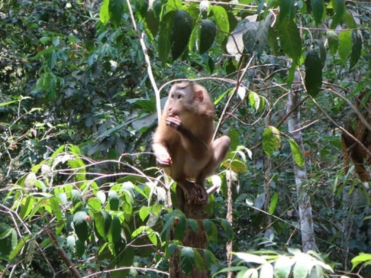 Rắn hổ mang chúa cực độc bò vào bệnh viện đã được thả về rừng