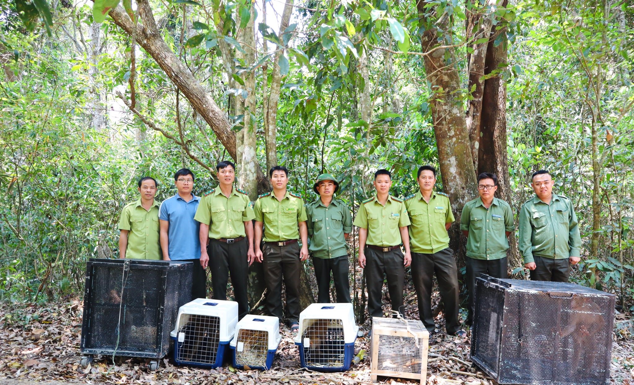 Rắn hổ mang chúa cực độc bò vào bệnh viện đã được thả về rừng - 1