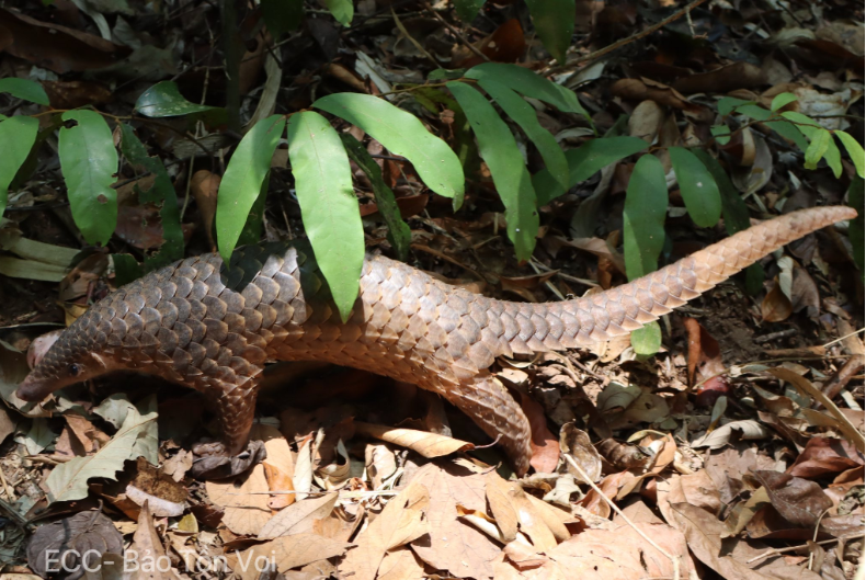 Rắn hổ mang chúa cực độc bò vào bệnh viện đã được thả về rừng - 2